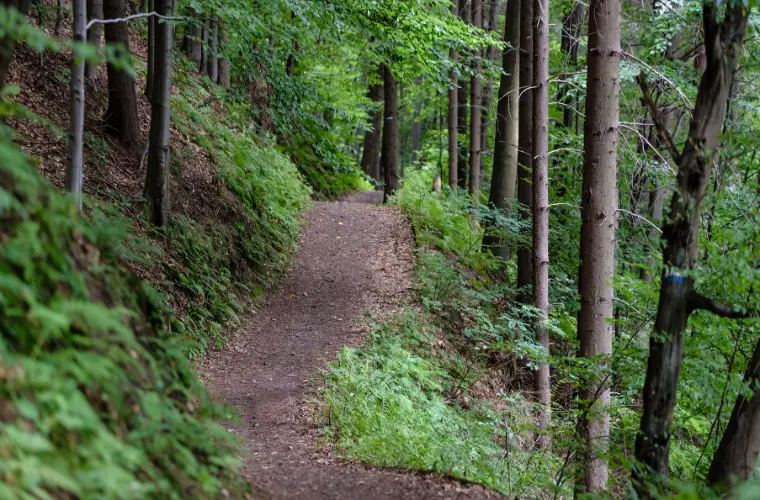 trail